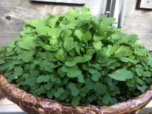 microgreens
